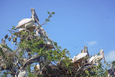 A flock of pelicans sits nesting on a treeの写真素材