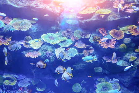 Underwater world. Coral reef and fishes sea coral reefs creatures in a huge aquariumの写真素材