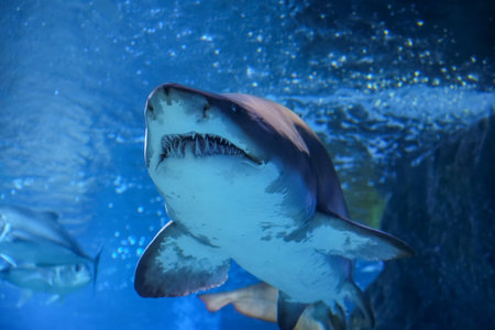 Scary shark with sharp teeth protruding from its mouth underwater worldの写真素材