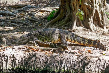Crocodile lies on the coast of the river in the jungleの写真素材