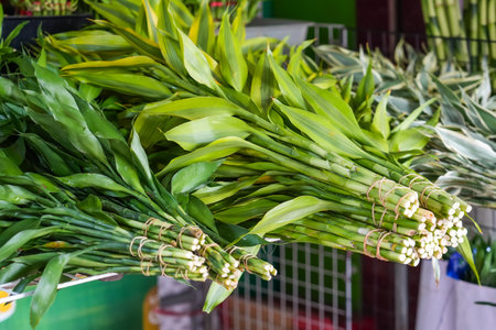Bouquets of green stems of flowers and plants on a market counterの写真素材