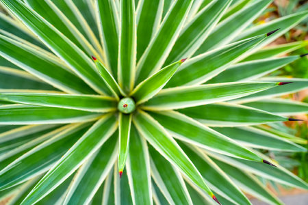 Agave with wide star shaped leaves radiating out with green shades of light stripes, abstract top view.の写真素材