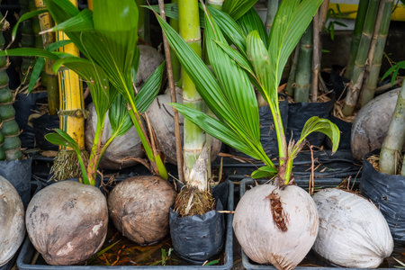 The seedlings of the coconut trees that are neatly laid out after being removed from the plot. Small coconut treeの写真素材