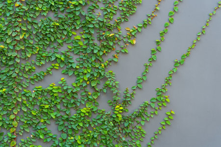 Ficus pumila on a gray wallの写真素材