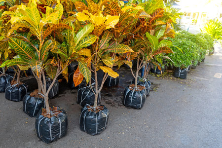 Variety of beautiful croton ornamental plants were on sale at the garden market