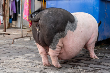 Extremely record huge fat pig walks with difficulty in the village yard.