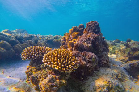 Vibrant underwater landscape showcasing a prominent coral with a fish hiding underneath amidst other...