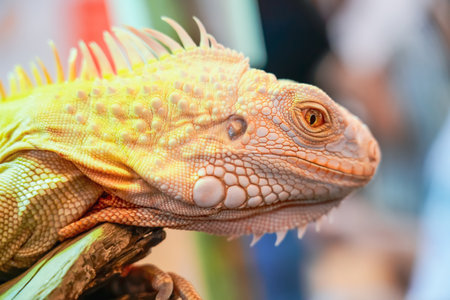 White yellow lizard iguana with orange eyes licks itself showing tongueの写真素材