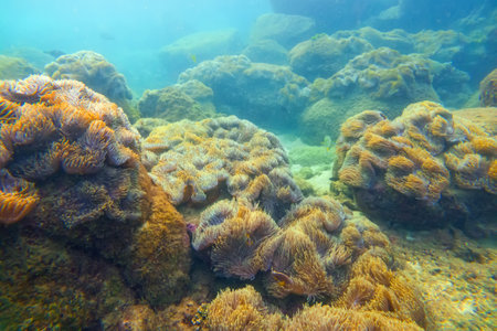 Sea anemone tentacles colony settlements in their natural habitat warm tropical waters on rocks corals reef.の写真素材