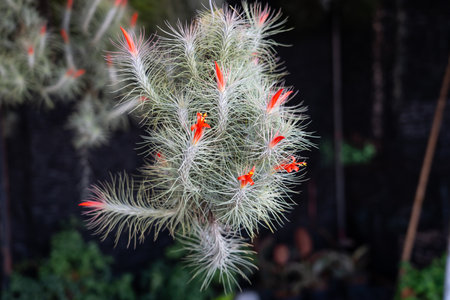 Tillandsia tillandsia heteromorpha red flower bloom or air plant that grows in hanging potsの写真素材