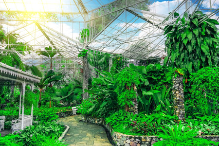 Tropical nature greenhouse, botanical garden blue sky sunny day. Araceae, philodendrons, climbing vines, humid climate, exotic forestsの写真素材