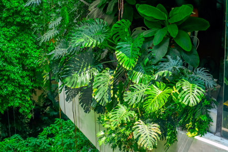 Green leaves of Monstera plant growing in wild, the tropical forest plant evergreen growing on the balcony of a building with large leaves and roots in high humidityの写真素材
