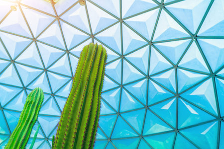 Saguaro cactus tall prickly cactus under glass roof in greenhouse.の写真素材