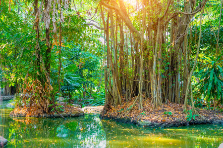 Dense growths of tropical plants and trees in the swampy lake river pond areas of equatorial monsoon...