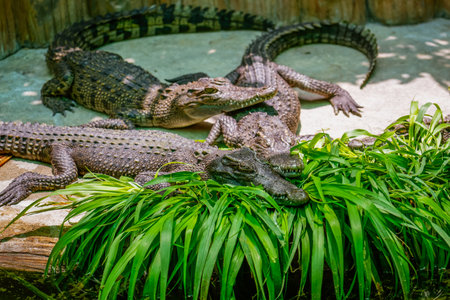 Three young crocodiles lie cuddling in the grass in the sun.の写真素材