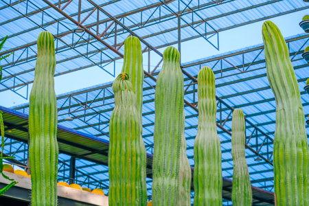 Cactus Saguaros under roof greenhouse.の写真素材