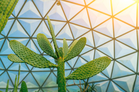 cactus consolea rubescens in a greenhouse dome.の写真素材