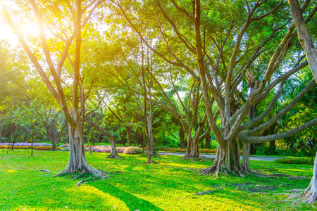 Beautiful green banyan tree, many trunks intertwined into one huge ficus microcarpa.の写真素材
