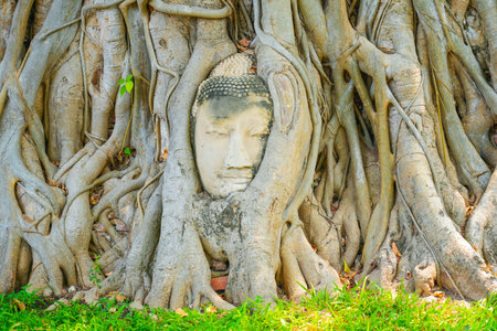 Famous Buddha head tangled in the ficus tree roots in Ayutthaya, Thailand.の写真素材