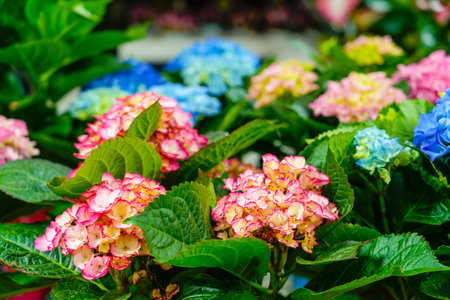 Hydrangea changeable large-leaved Garden French wild-growing bush. Variety of paniculate and...