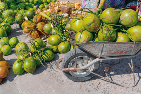 Coconuts collected from the tops of palm trees are stacked in a cart for transportation to a warehouse, with many scattered coconuts around.の写真素材