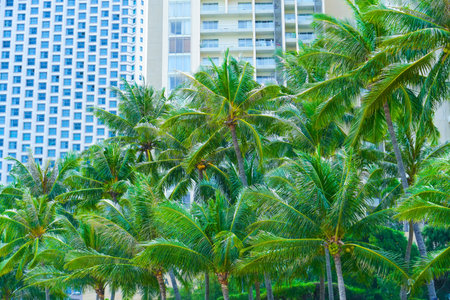 Tropical palm trees against the backdrop of multi-story residential condominiums, housing in warm exotic tropical countries.の写真素材
