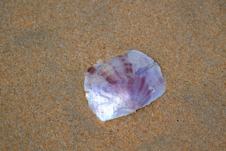 Real pearl wild shell thrown by the waves onto the sand of the beach.