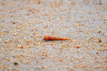 Cone-shaped shell washed up on the shore of a sandy tropical exotic beach.の写真素材