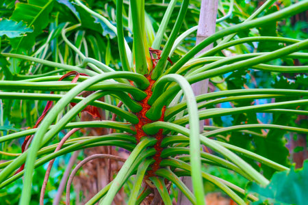The stem and leaf petioles of a Philodendron plantの写真素材