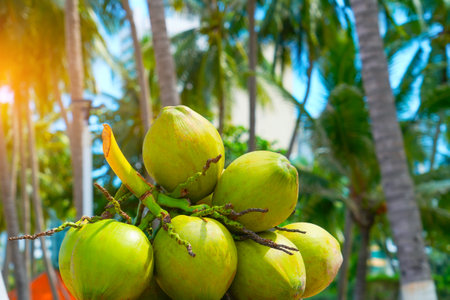 Bunch of coconuts on a rustic white wooden table on a sandy beach near the ocean with sun loungers and umbrellas in the background.の写真素材