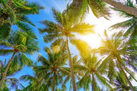 Coconut palm trees trunk and foliage exotic rainforest against a background of tropical blue sky and clouds yellow sunbeam.の写真素材