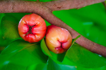 Juicy rose apple fruits with green leaves. Exotic tropical fruitの写真素材