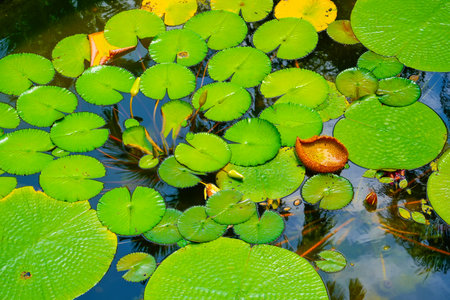 Waterlily green leaves foliage in pond waterの写真素材