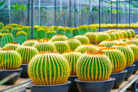 Large variety of cacti echinocactus grusonii in garden arid climate.の写真素材