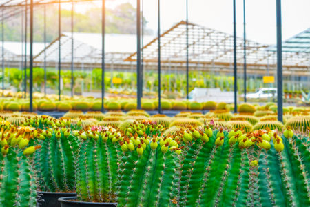 Large variety of cacti in garden arid climate.の写真素材