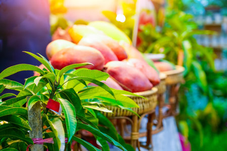 Tropical fruits mango with branches foliage tree saplings neatly laid out on a small fruit stall in the marketの写真素材