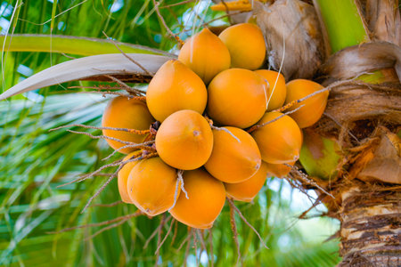 Coconut palm tree with brown coconuts and swaying leaves in the wind, beach breeze on a sunny hot...