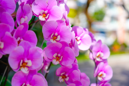 Vibrant purple orchids bloom in a tropical garden during the warm afternoon sunlight.の写真素材