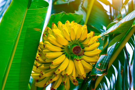 Ripe yellowing bananas hang in clusters on banana tropical plantations. Industrial scale bananas cultivation for worldwide exportの写真素材