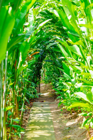 A tranquil walkway is surrounded by vibrant green tropical plants, creating a peaceful atmosphere. Sunlight filters through the dense leaves, enhancing the natural beauty.の写真素材