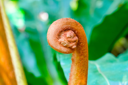 Brown pod of a large leaf of a tropical fern unfolding close up.の写真素材