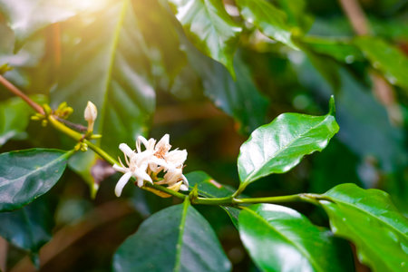 Coffee bean flowers blossom blooming on tree.の写真素材