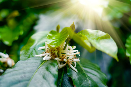 Coffee tree finish end blossom with white color flowers.の写真素材
