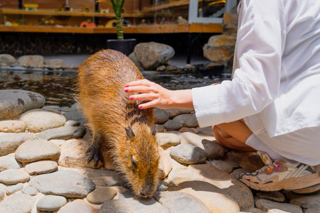 A woman's hand caresses a capybara at a petting zoo.の写真素材