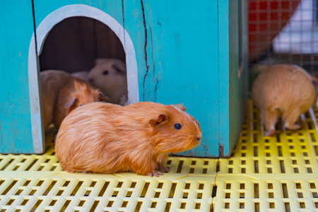 Orange Guinea Pig sit near the entrance to a small blue hutch. Another Guinea Pig is visible inside the hutch. They are on a yellow grid floor.の写真素材
