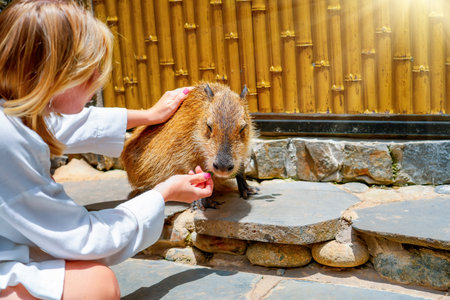 Girl hand caresses a capybara at a petting zoo.の写真素材
