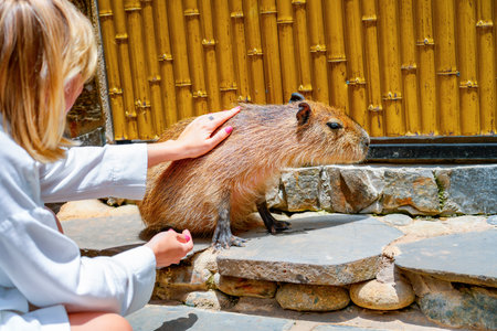 Girl hand caresses a capybara at a petting zoo.の写真素材