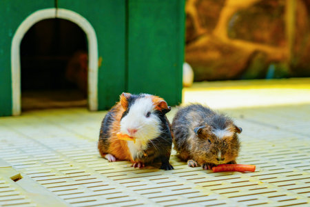 Two Guinea Pigs sit near the entrance to a small hutch. Another Guinea Pig is visible inside the hutch. They are on a yellow grid floor.の写真素材
