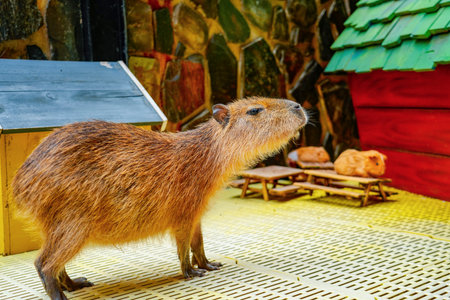 Capybara walks in the sun.の写真素材