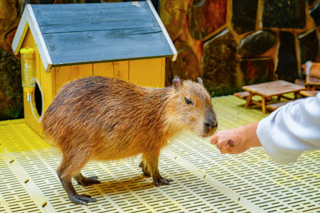 Woman's hand caresses feeding a cute capybara at a petting zoo.の写真素材